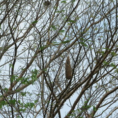 Aves