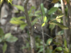 Argiope radon