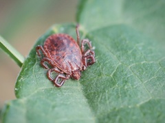 Haemaphysalis longicornis