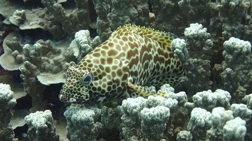 Birdwire rockcod (Epinephelus merra) — Serranidae — 5
