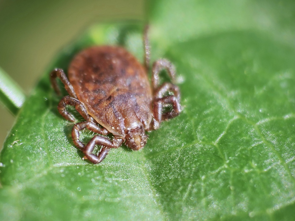 Asian Longhorned Tick
