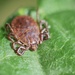 Asian Longhorned Tick - Photo (c) danabarb, some rights reserved (CC BY-NC)