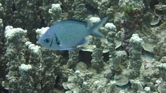 Chromis alpha