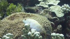 Cephalopholis urodeta