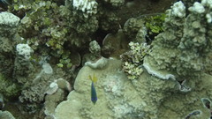 Plectroglyphidodon johnstonianus