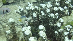 Plectroglyphidodon johnstonianus