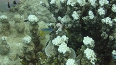 Plectroglyphidodon johnstonianus