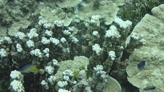 Plectroglyphidodon johnstonianus