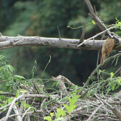 Pitangus sulphuratus