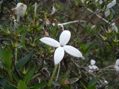 Bouvardia longiflora