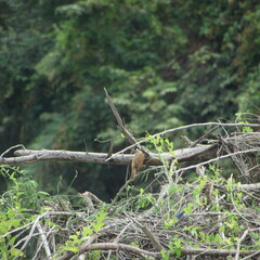 Pitangus sulphuratus