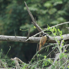 Pitangus sulphuratus