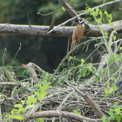 Pitangus sulphuratus