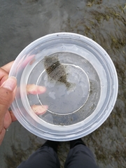 Citharichthys stigmaeus