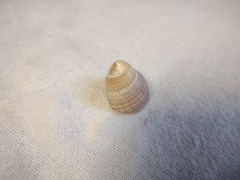 Ilyanassa trivittata