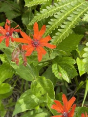Silene fulgens