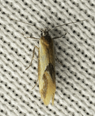 Batia lunaris