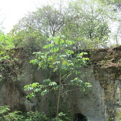 Cecropia