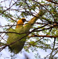 Ploceus philippinus