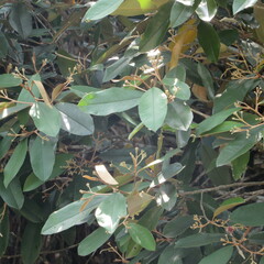 Angiospermae
