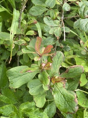 Berberis amurensis