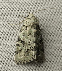 Bryolymnia viridata