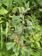 Berberis amurensis