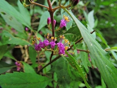 Callicarpa randaiensis