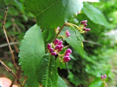 Callicarpa randaiensis