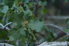 Quercus × pauciloba