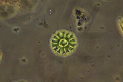 Pseudopediastrum boryanum