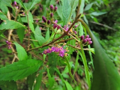 Callicarpa randaiensis