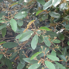 Angiospermae