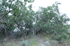 Quercus × pauciloba