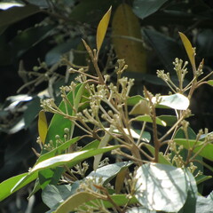 Angiospermae