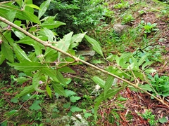Callicarpa randaiensis