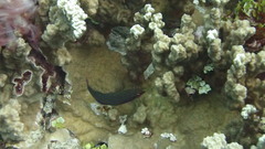 Pseudocheilinus tetrataenia