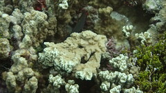 Pseudocheilinus tetrataenia