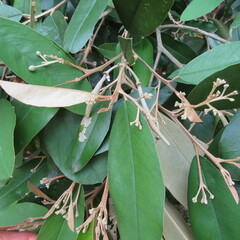 Angiospermae