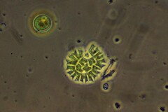 Pseudopediastrum boryanum