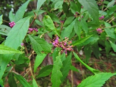 Callicarpa randaiensis