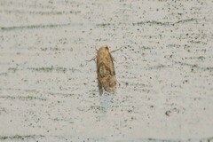 Platphalonidia