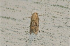 Platphalonidia