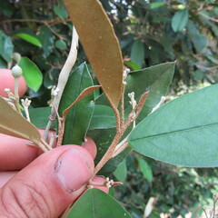 Angiospermae