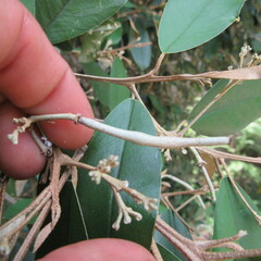 Angiospermae