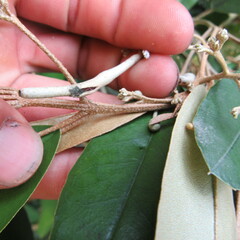 Angiospermae