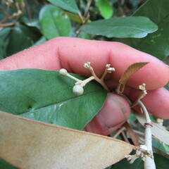 Angiospermae