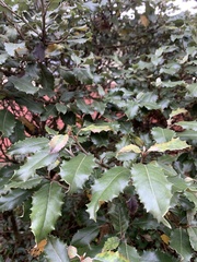 Olearia × macrodonta