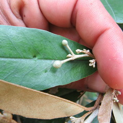 Angiospermae