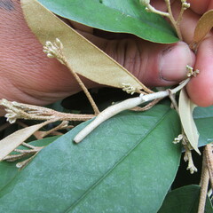 Angiospermae